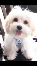 mymochipuppy